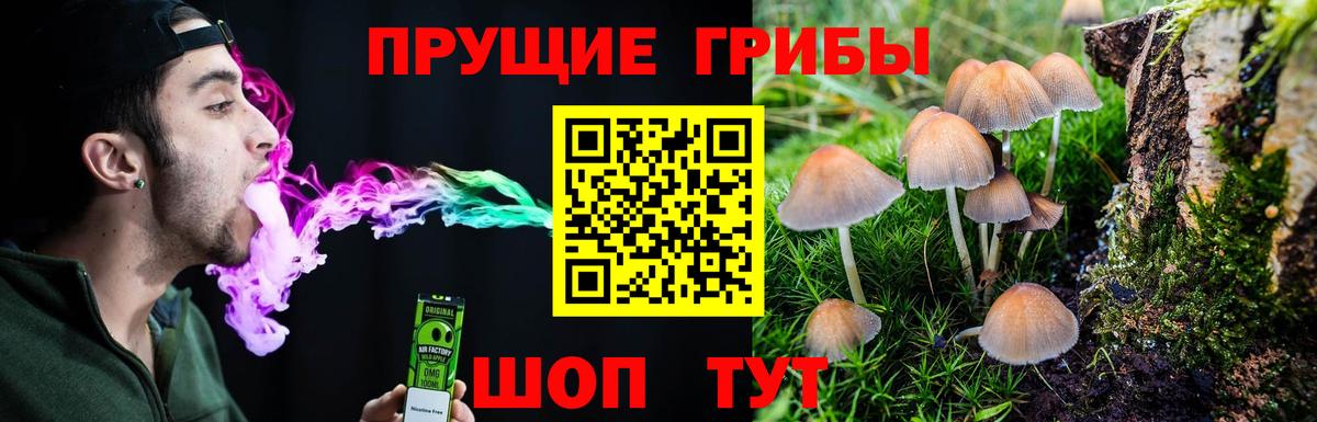 Стерлитамак  Псилоцибиновые грибы Psilocybine cubensis  Вход с VPN 